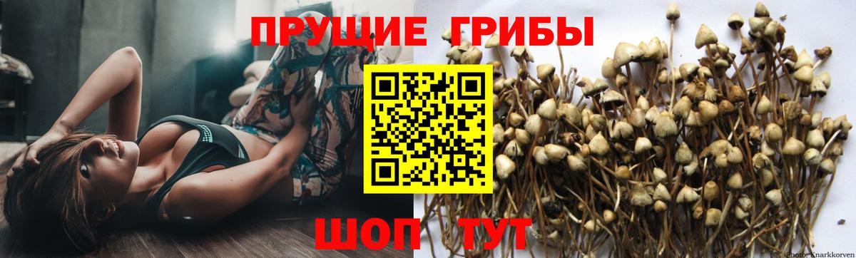 Галлюциногенные грибы Psilocybe  Галлюциногенные грибы GOLDEN TEACHER  Севастополь 